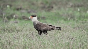 Crested Caracara Walking Around On Meadow Stock Footage Video (100% Royalty-free) 1111636793 | Shutterstock