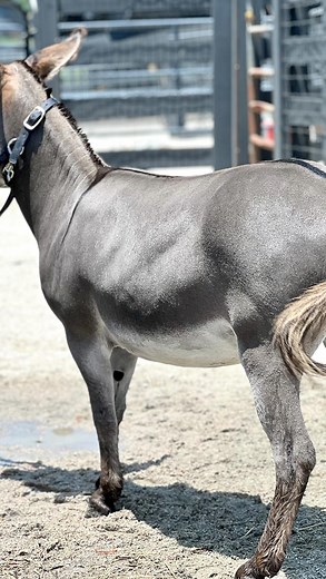 Rolling D Vanna has some junk in her trunk ! That’s a nice ass they’ll be saying at the donkey show ! #donkeyshow #vanna #registeredminiaturedonkey #ifeelpretty #junkinthetrunk | Cypress Farm Registered Miniature Donkeys