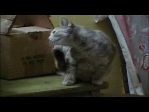 Maysles Bros Grey Gardens 1975 p9