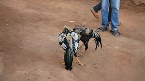 Cockfight Blood Sport Two Roosters Attacking: Stockvideos & Filmmaterial (100 % lizenzfrei) 1019882269 | Shutterstock