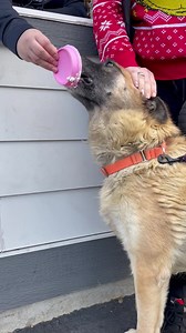 Yakima Humane Society on Reels | Facebook