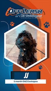 #SaturdaySuccess - JJ, the5 month old cockapoo completed our 2-Week...