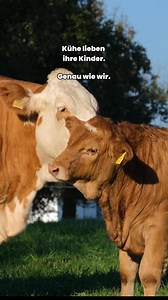 Kühe sind wundervolle Mamas. Sie lieben ihre Kinder – genauso wie wir. Doch in der Milchindustrie werden Mutter und Kind kurz nach der Geburt getrennt. Hilf uns, das Leid zu beenden. | PETA Deutschland