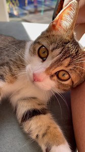 39 reactions | Because I think everyone can use a kitten vid. Introducing Bobby Possum, a kitten we encountered in Australia. | Awakening Shakti | Facebook