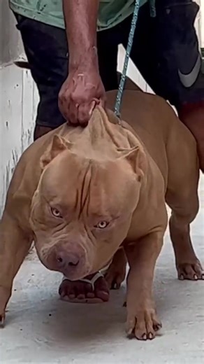 This muscular pit bull is so tough!💪🐶 | PittBulls