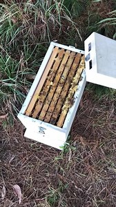Feeding Fondant for Bees A natural beekeeper always has the wellbeing of their bees at the front of their mind. This involves making sure the bees in the hive have sufficient water, and food, and that this food is easily accessible. Adult bees forage on the nectar and pollen of flowers, converting this into honey inside the hive; honey bee larvae eat this honey. Interestingly, while the queen is raising her colony, she often builds a tiny wax pot close to the brood cells where she stores nectar 