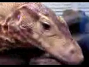 Asian Water Monitor - Varanus salvator - Reptile - Lizard - Reptiles - Lizards