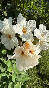 29 reactions | Check out this beautiful Mexican Olive Tree! (Cordia boissieri) | Texas Garden Guy | Facebook