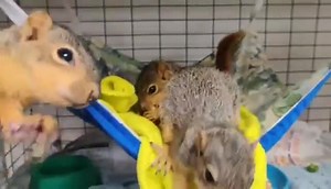 1.8K views · 175 reactions | Eastern fox squirrels have babies twice...