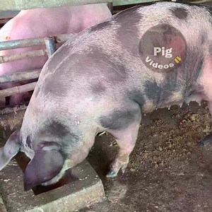 33K views · 3.4K reactions | Biggest Mother Pig Eating | Pig Videos | Facebook