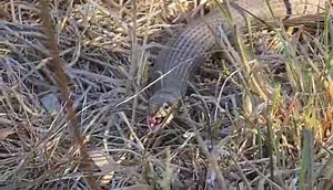 Snake Catchers Adelaide on Reels