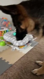 Cum dresezi stăpânul de mic să îți arunce mingea 😂😂😂 | Ursul păcălit