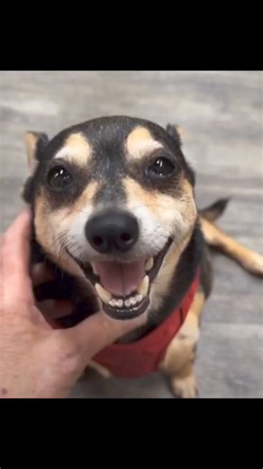 Adopt Hope and her sister JoJo, two healthy 10-year-old Min Pin pups, from www.RuffLoveRescue.com, a rescue located in Thomasville, NC. #rescuedismyfavoritebreed #minpin #seniordogsrock | Ruff Love Rescue