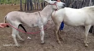 Porno zoo de deux ânes qui s'accouplent devant le berger
