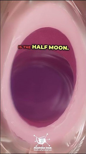 Understanding Hymen Development and Variations