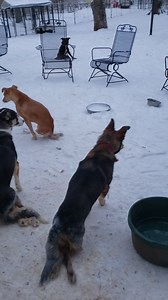 3.4K views · 267 reactions | A layer of hard packed snow with a fluffy layer on top makes for a slippery surface. This is perfect for The Wheelies to run around without wheels. We don't get to do this often because the friction creates drag wounds. Its kind of a fun alternative but they love the speed of their wheels! | Emotional Rescue LLC | Facebook