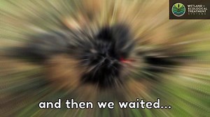 Black Swan finds nest on Floating Wetland, Melbourne's Yarra River, Birrarung. Floating Wetlands provide a safe refuge from predators within the urban landscape for native wildlife to nest and breed. | WET Systems