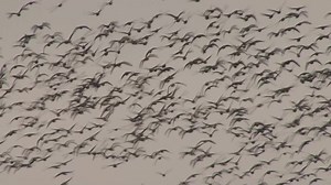 3.7K views · 21 reactions | TV3 Žinios. Absoliutus visų laikų rekordas: dėl šiltų orų dabar Lietuvoje ir tie paukščiai, kurie paprastai būna išskridę Taip pat skaitykite: tv3.lt/naujiena/video/1271905 | TV3 televizija | Facebook