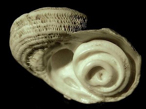 Operculum (gastropod) - Alchetron, The Free Social Encyclopedia