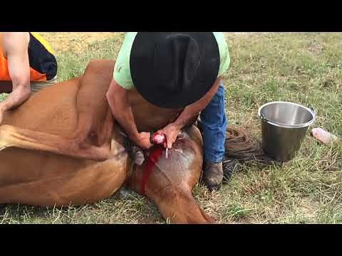 The Henderson Tool - The Equine Castration Revolution for Some Horse Vets