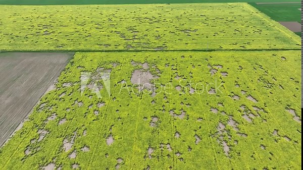 Field vole common Microtus arvalis oilseed disaster extremely attacked rape Brassica napus drone aerial plant infested short-tailed pest rodent grey-brown overpopulation yield damage Europe