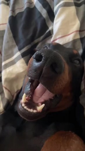 Ready to do a robbery with that nose … “gimme all the chimken” 😂🐾 #europeandobermann #dogsoftiktok #fypp #foryou #dobiegang~ #dobieteam #fypシ゚viral #dobermanpinscher #dogs #sillydog #funnyvideos #fyp | Caesar X Cleopatra the dobies