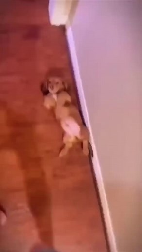 10K views · 574 reactions | The wiener dog know the rules  | Adorable Dachshund | Facebook