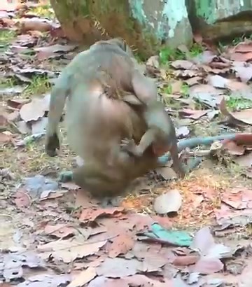 23K views · 394 reactions | God helpThis is milk rejection #cutemonkey | Cute Monkey | Facebook
