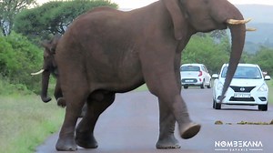 Watch Elephant charging cars in Kruger National Park | Nombekana Safaris and Wildlife Photography