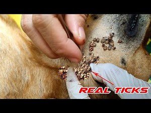 OMG! There are too many ticks on his neck, How much he hurt?