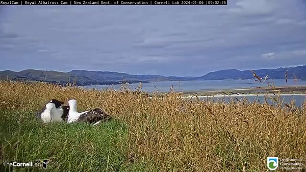 26K views · 877 reactions | Tag, you're it! In the middle of a long reunion at the Top Track nest site, the adult female (named "LGL") cedes incubation duties to her mate "LGK" on January 6. Royal Albatross breeding pairs will swap incubation duties over their egg for a whopping 2.5 months before their chick will be ready to hatch! Watch LIVE at AllAboutBirds.org/Albatross The #RoyalCam is in collaboration with the New Zealand Department of Conservation. | Bird Cams | Facebook