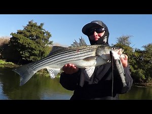 DELTA STRIPERS ... STARTING TO SHOW!