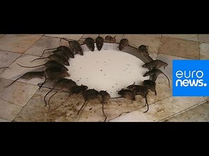 Tehran's rats problem solved with snipers deployment