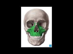 Hard mewing subliminal// Strong jawline and maxilla//Watch daily//Super intense