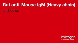 Rat anti-Mouse IgM (Heavy chain) Antibodies | Invitrogen