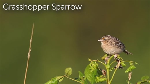 2.5K views · 287 reactions | More often heard than seen, the...