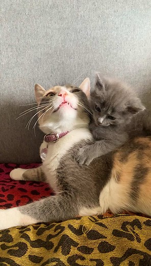 No fue amor a primera vista. Fue paciencia. 🐾🐱 La socialización es lenta… pero funciona. #gatos #socializaciongatos #socializargatos #feromonasgatos
