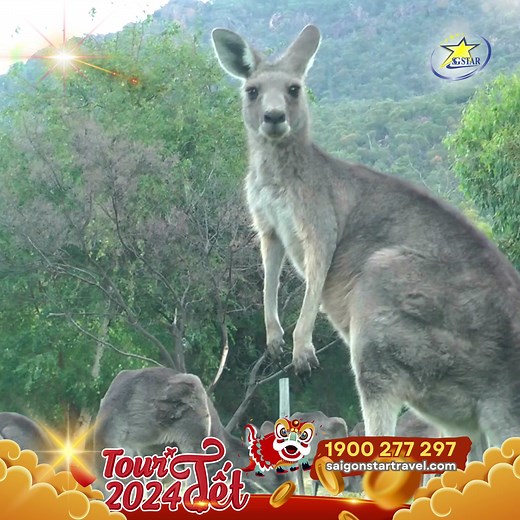 Du lịch Châu Úc xem chi tiết tại: https://saigonstartravel.com/tour-du-lich-uc-5-ngay-4-dem/ #saigonstartravel, #saigonstar, | Saigon Star Travel | Facebook