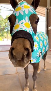 The Queen always means business. 🤣😅 Share a photo of your horse with a BIG personality below! | Star Point Horsemanship