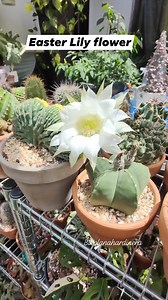 18K views · 2.2K reactions | Easter Lily Cactus flower 朗朗朗 #bikolanahardinera #cacticacti #cactuslover #cactus #plantsmakepeoplehappy #cacti #easterlily #cactusflower #plantita | Bikolanahardinera | Facebook