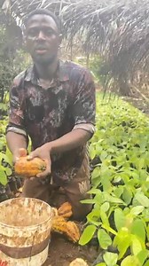 Improved Cocoa Seedlings and Cocoa seeds . Available Kickstart your farming journey this season! cocoa seeds for nursing is in stock.ready to transplant seedlings are also in stock. With a maturity period of 19 months - 25 months, secure your supply now. We also render land selling ,bush clearing and planting services Place Your Order Contact us via WhatsApp: 6 73 35 22 31 Don't miss out on this opportunity! | Farm with Tam