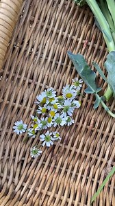 #asmr #agriculture #harvest #viral #garden | Luke falzon