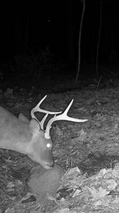 👀 Quite the brow tine at the Ani-Protein Block | Ani-Logics Outdoors