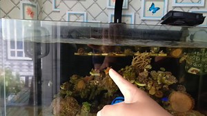 45K views · 343 reactions | Hello, Update Aquarium Low Maintenance #lewatberanda #jangkauanluas #reef2reef #reeflife #reefaquarium #reeftank #animallover | REEF TANK Paradise | Facebook