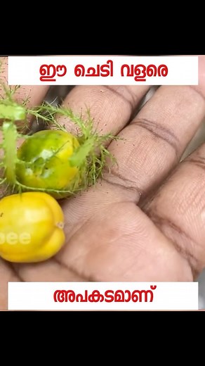 കാട്ടു പഴം | Jaivakeralam