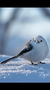 Meet the most adorable bird in the world. The Japanese snow fairy ❄️ #hokkaido #snowfairy #winterbird #shimaenaga #japan | Mumeh marie