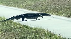 VIDEO: Massive lizard spotted on sidewalk near Sarasota County