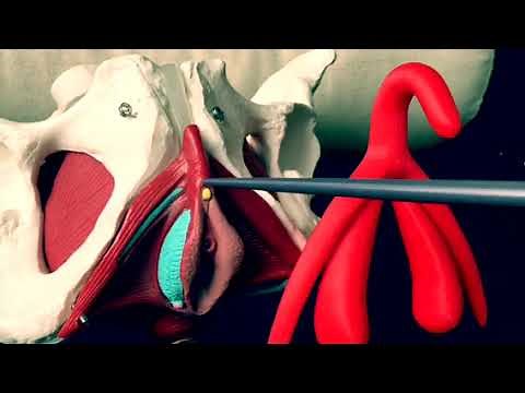 Le clitoris en 3 D est connu mais où se trouve t il exactement ?