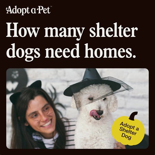 Adopt a Pet on Reels | Facebook