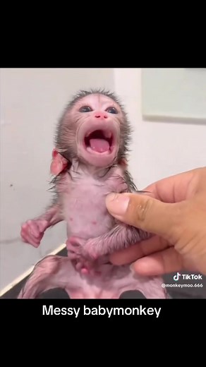 Bath Time for a Messy Baby Monkey